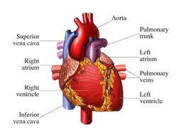 hipertenzija simptomi srca)